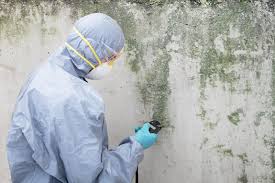 Trusted Dumont, NJ Mold Removal Experts